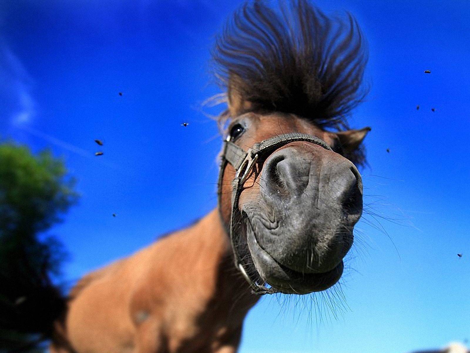 Funny horse Desktop wallpaper 1280x800