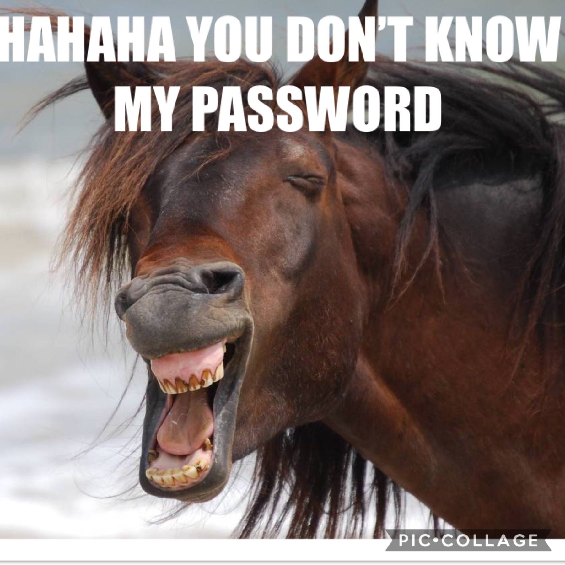 horsewallpaper you don't know my password horse wallpaper. Horse wallpaper, Funny phone wallpaper, Horses