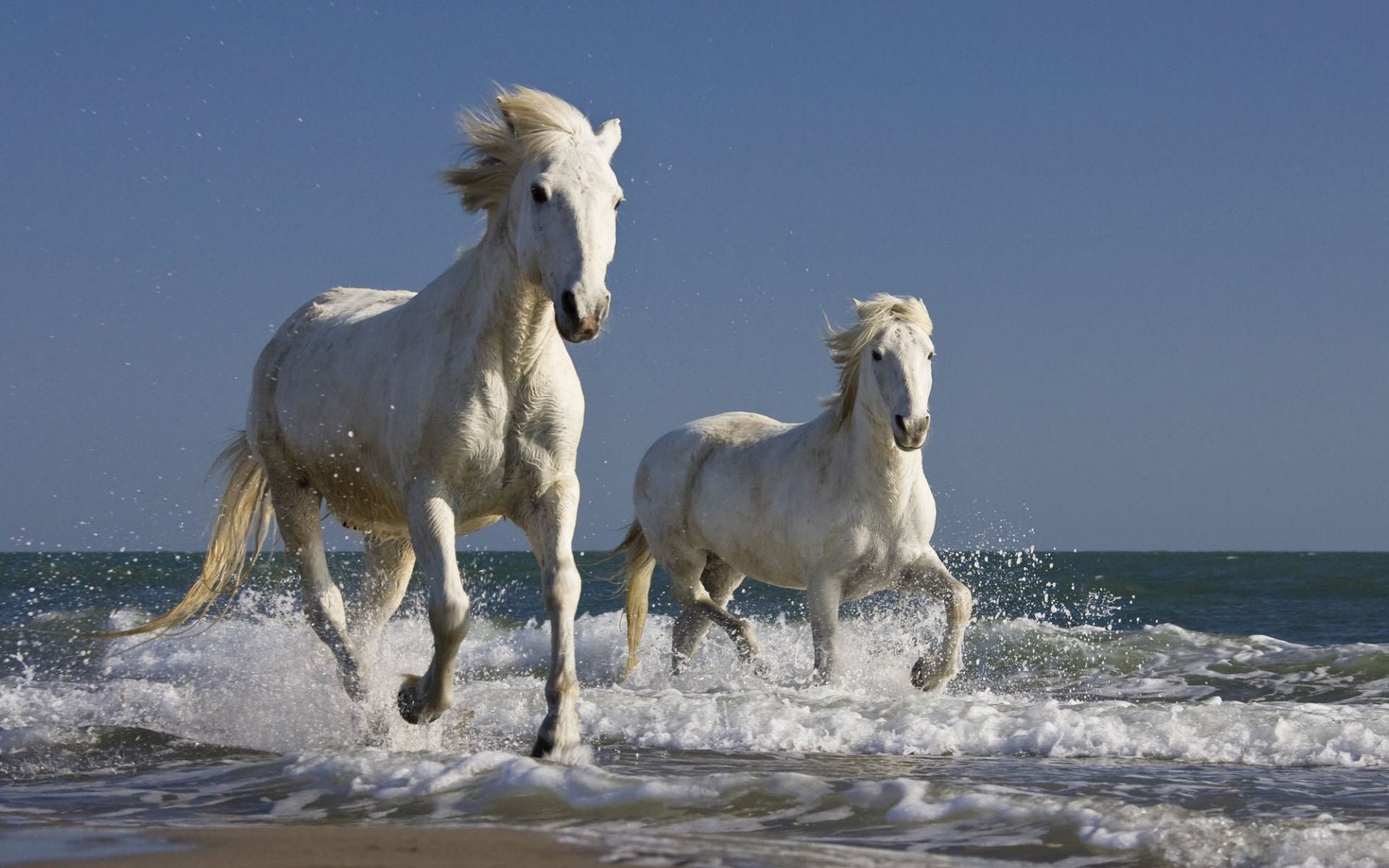 White Horses. Horses, Camargue horse, Wild horses running