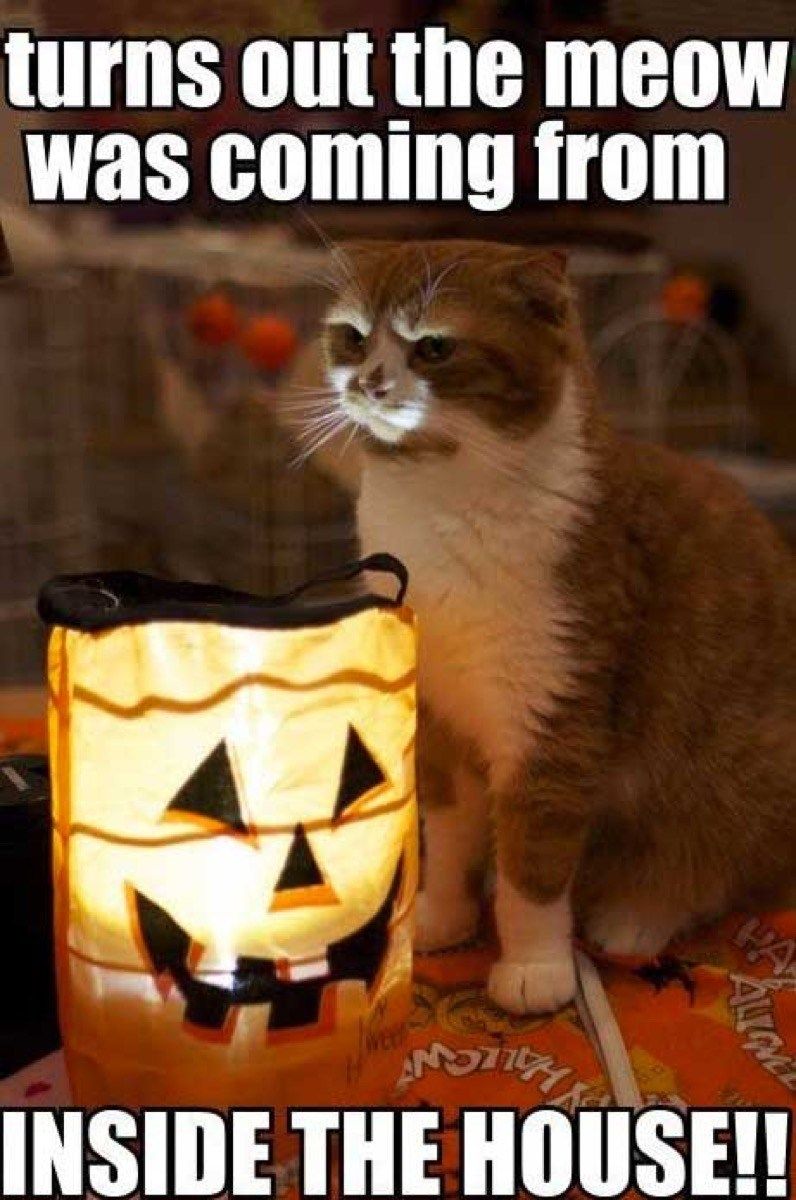Halloween Memes & Funny Jokes to share on Instagram, Whatsapp & Facebook 31st October 2019