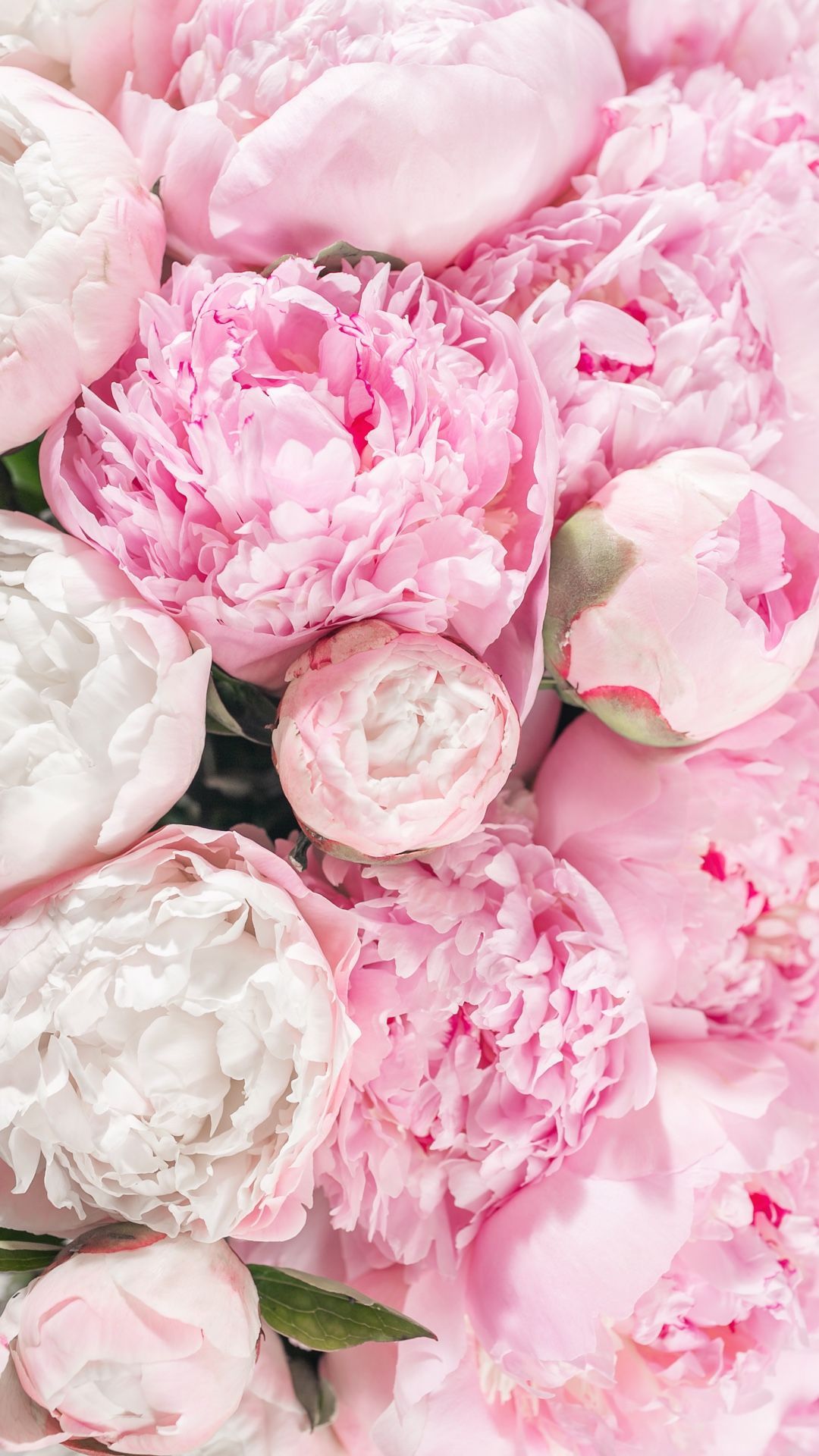 Peony Flower HD Mobile Wallpapers - Wallpaper Cave