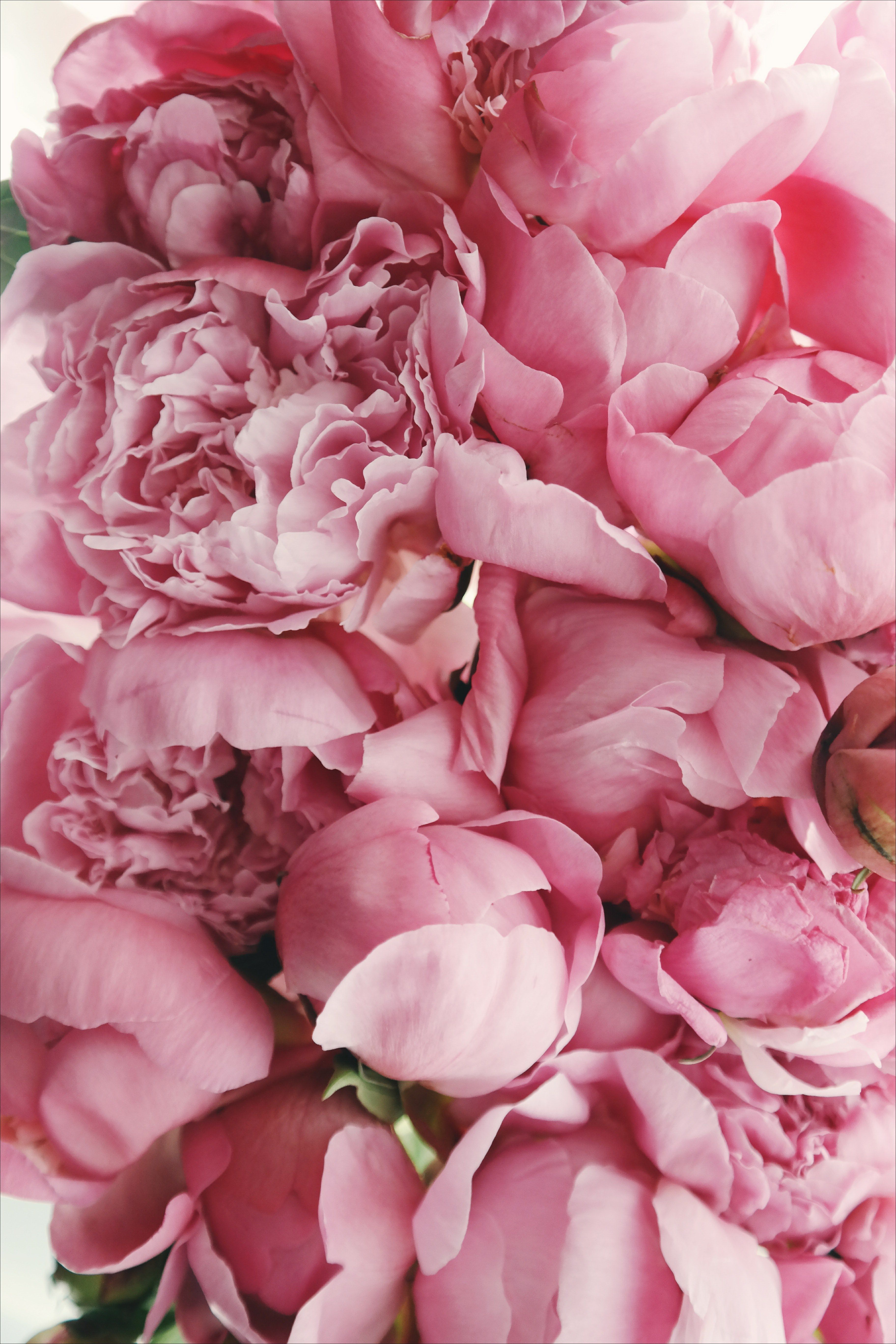 Wallpaper / summer spring pink peony and fresh flower HD 4k wallpaper