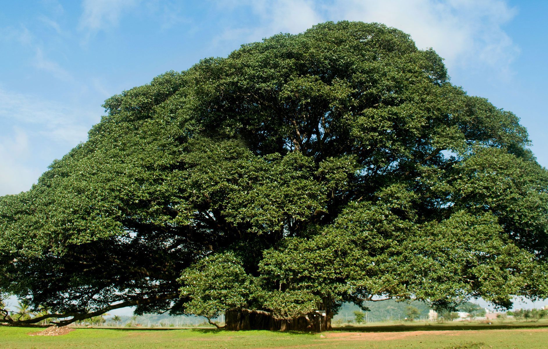 Ambunu tree - 🧡 Inilah Enam Pohon Pereda Stres Trees to plant, Forest plan...