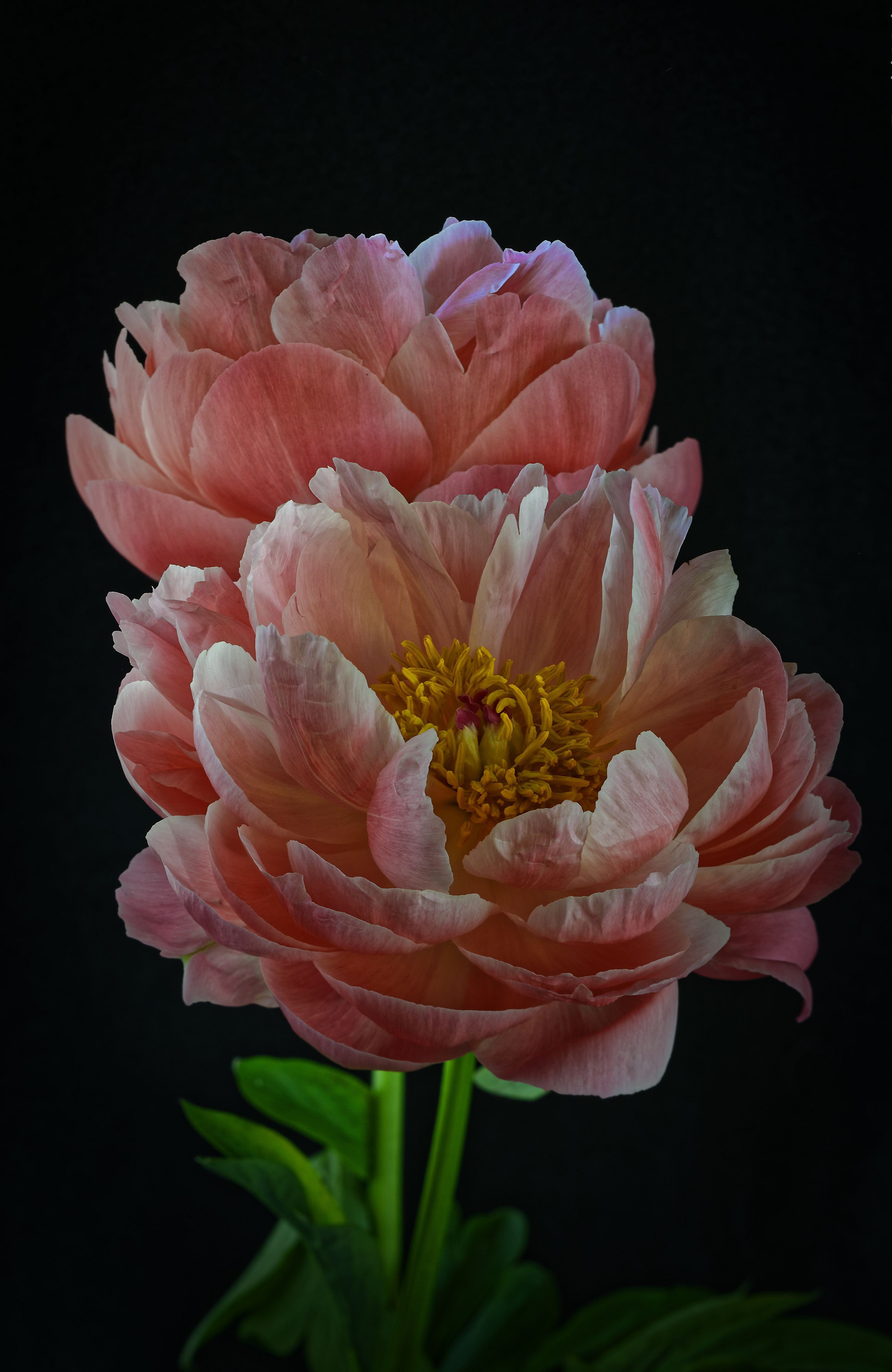 Desktop Wallpaper 2 Pink color peony flower Closeup Black 2600x4000