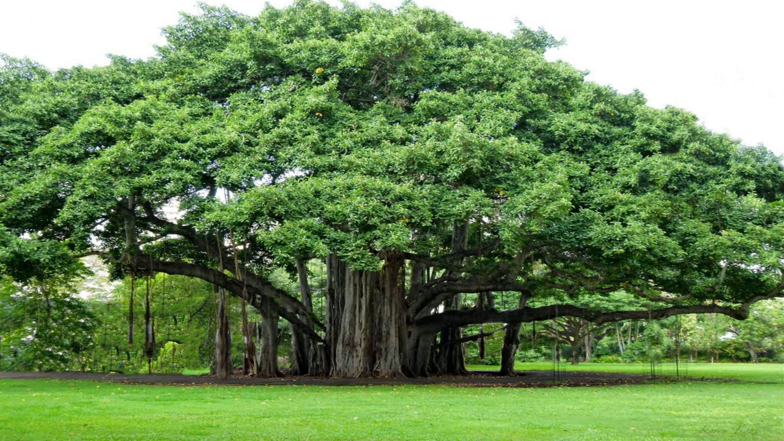 Banyan Tree Wallpapers Wallpaper Cave