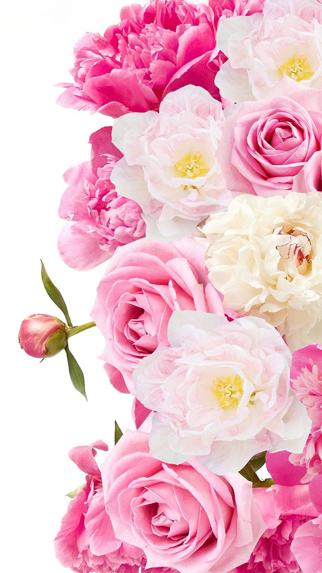 Desktop Wallpaper Roses flower paeony Closeup White 1080x1920