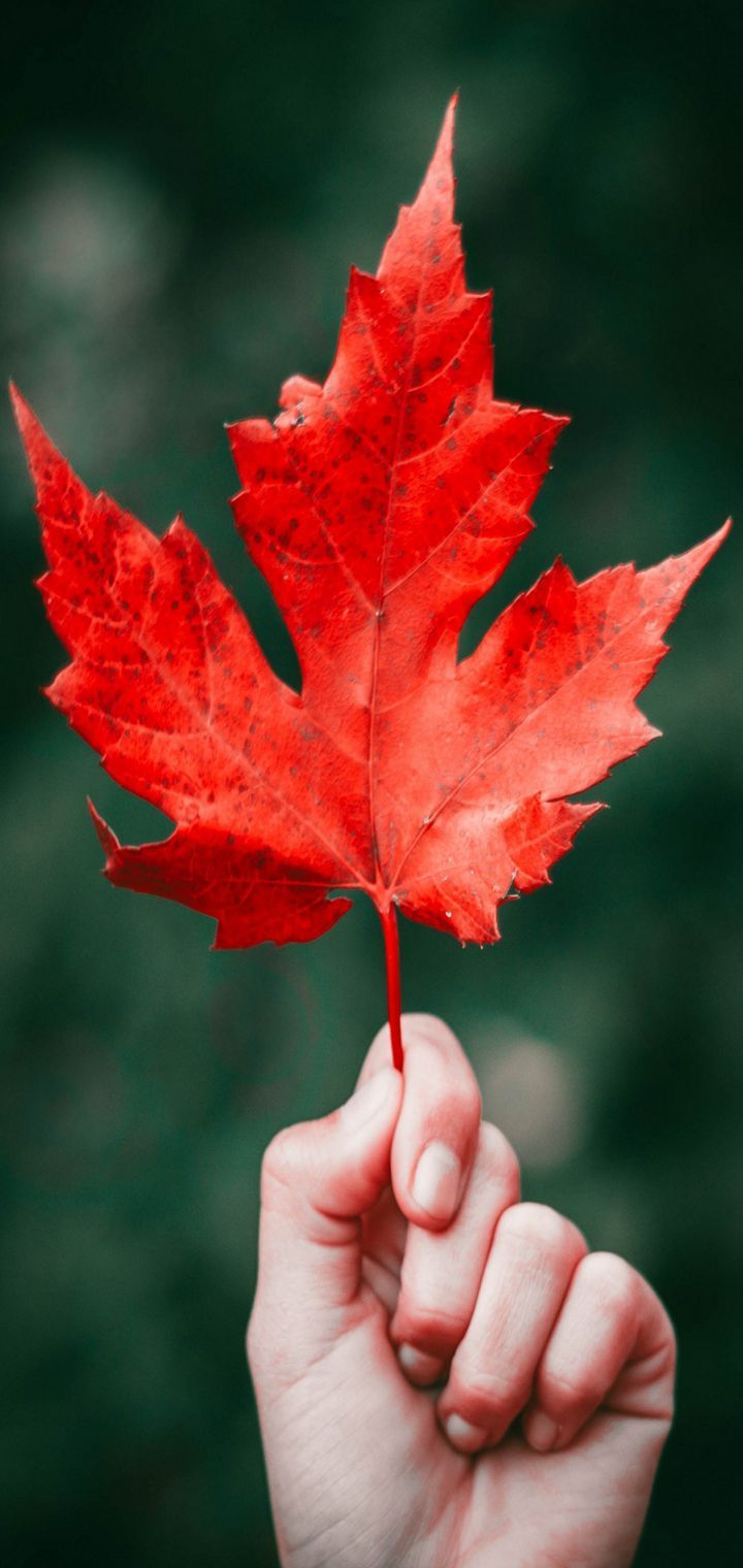Nokia 5.1 Plus Wallpaper. Autumn leaves photography, Hand wallpaper, Leaf photography