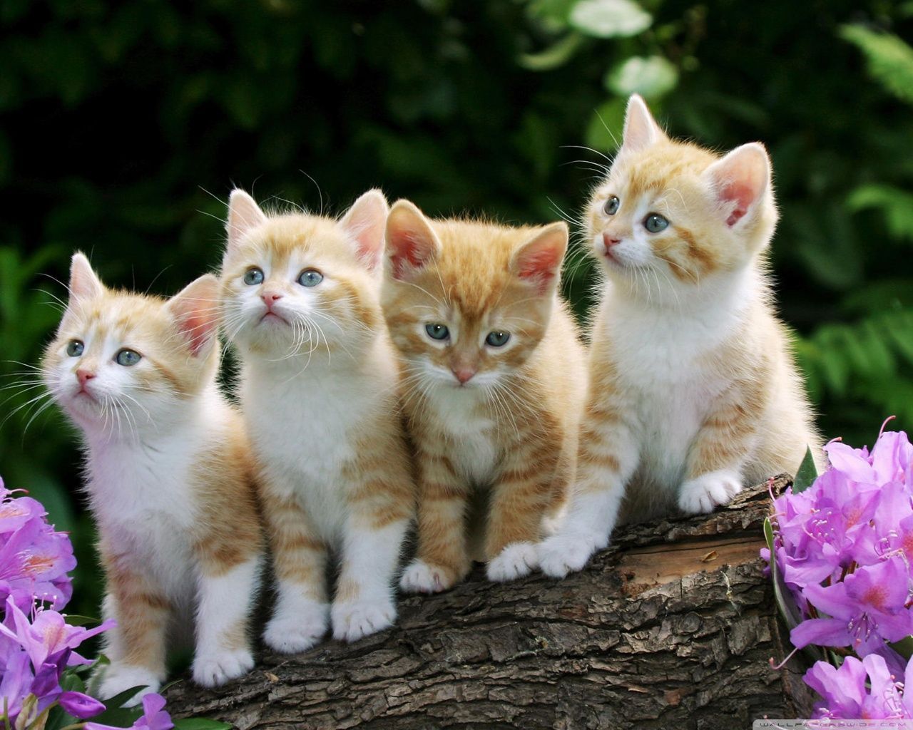Cats and Kittens Wallpaper Free Cats and Kittens Background