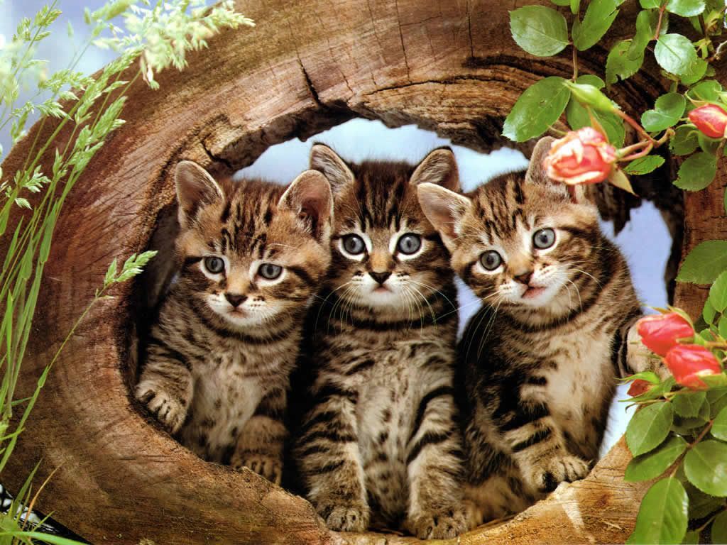 Gallery For > Cats And Kittens Wallpaper. Kittens cutest, Cute animals, Kitten image
