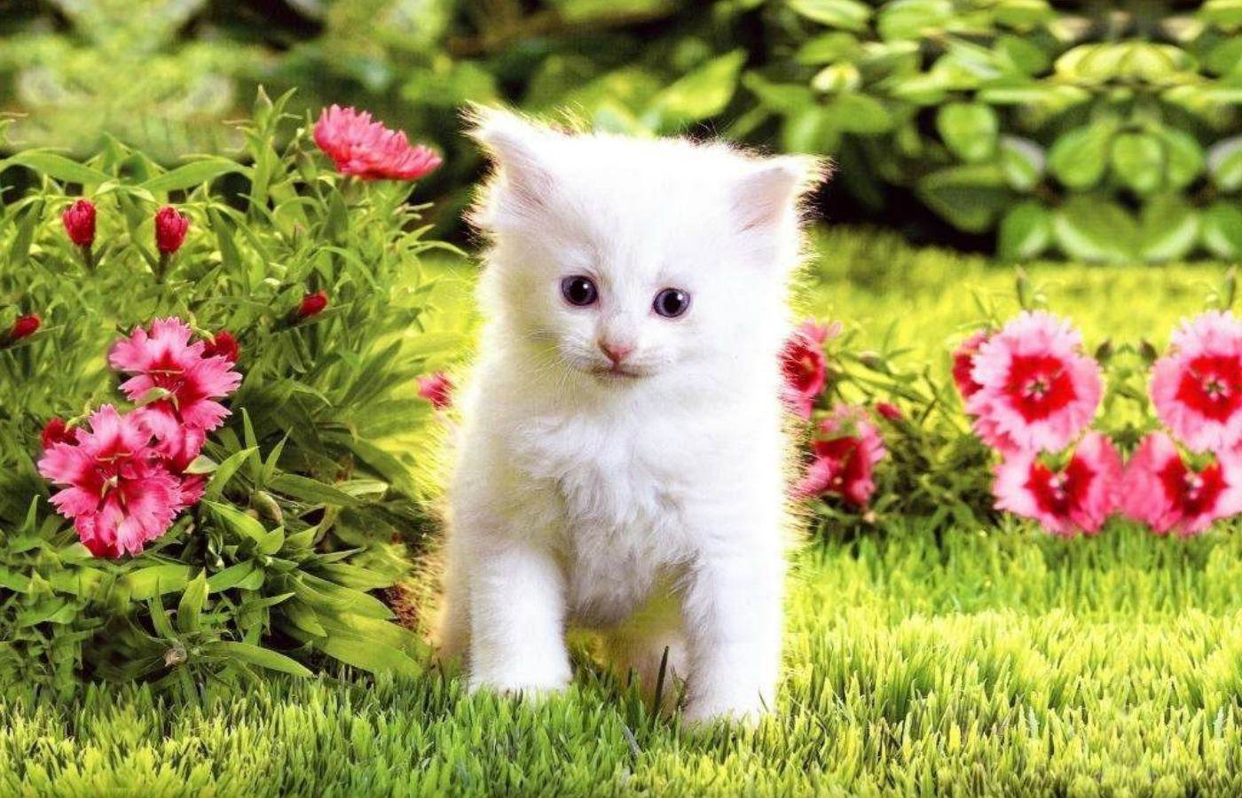 White Cats And Kittens Wallpaper