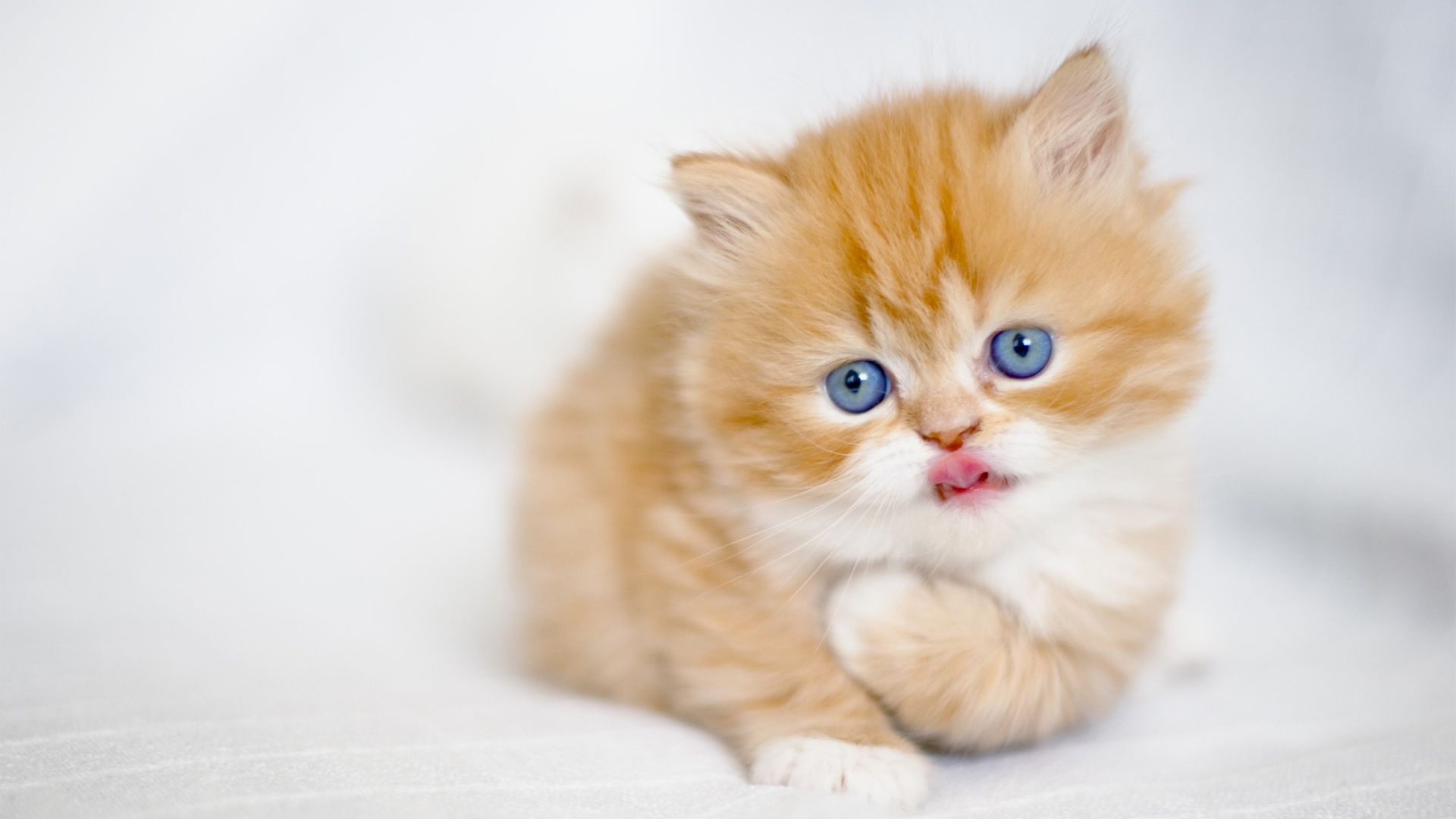 Cool Cat Kitten Wallpaper