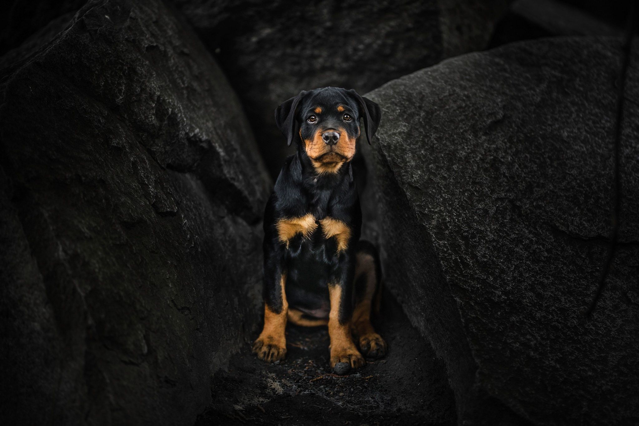 Rottweiler Puppy, HD Animals, 4k Wallpaper, Image, Background, Photo and Picture