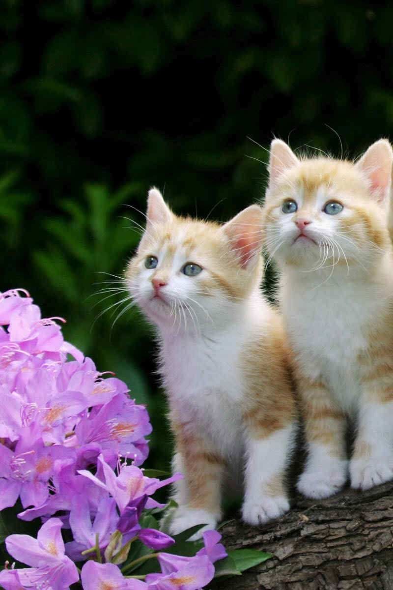 Cute Two Kittens Wallpaper iPhone iPhone Wallpaper. Kittens cutest, Cute cats, Pretty cats