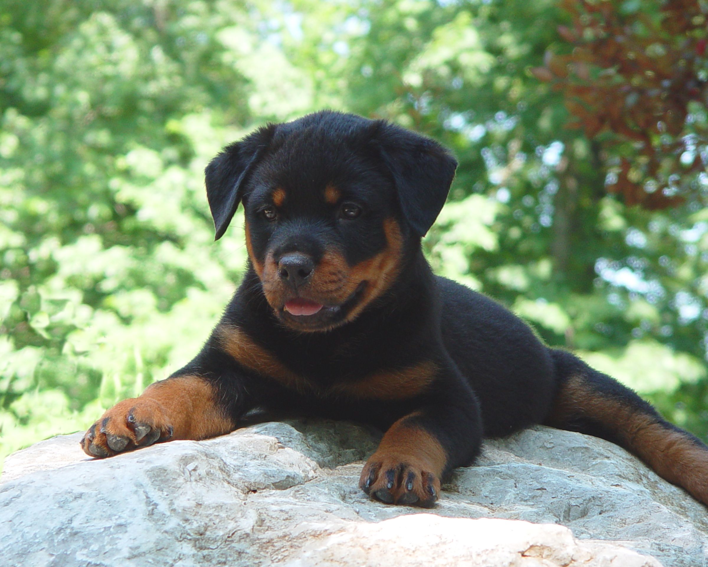 Rottweiler Puppies Wallpapers Wallpaper Cave