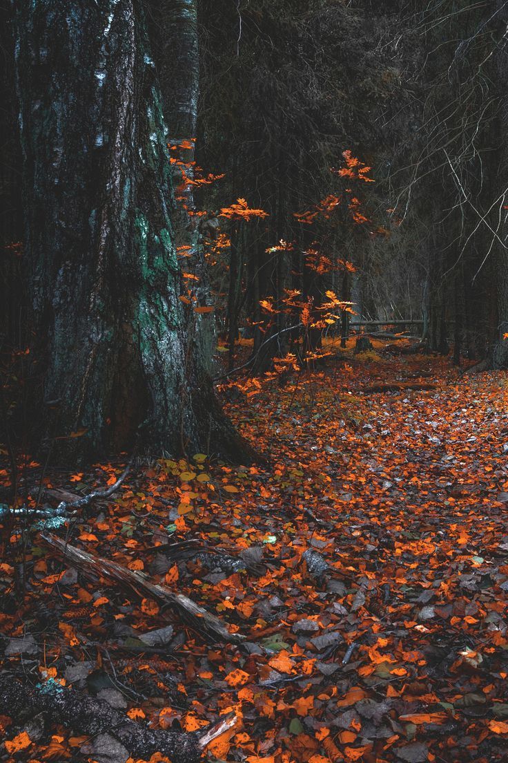 Naturenode: “ You Are Amazing. +moody Nature ”. Autumn Leaves Wallpaper, Fall Wallpaper, Leaf Wallpaper