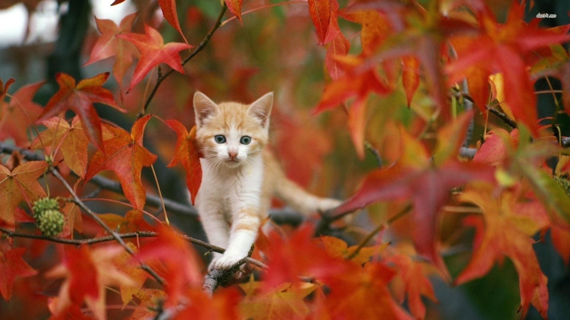 Fall Wallpaper With Cats Autumn Cat Wallpapers - Fall Wallpaper