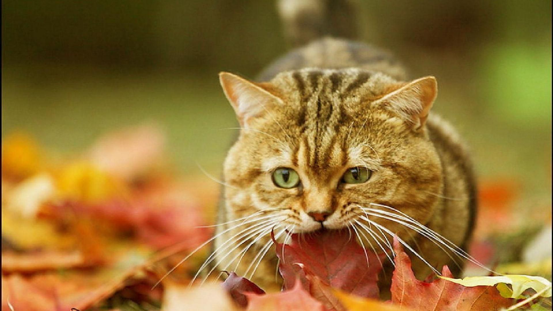 Cute Kitty With Autumn Leaves