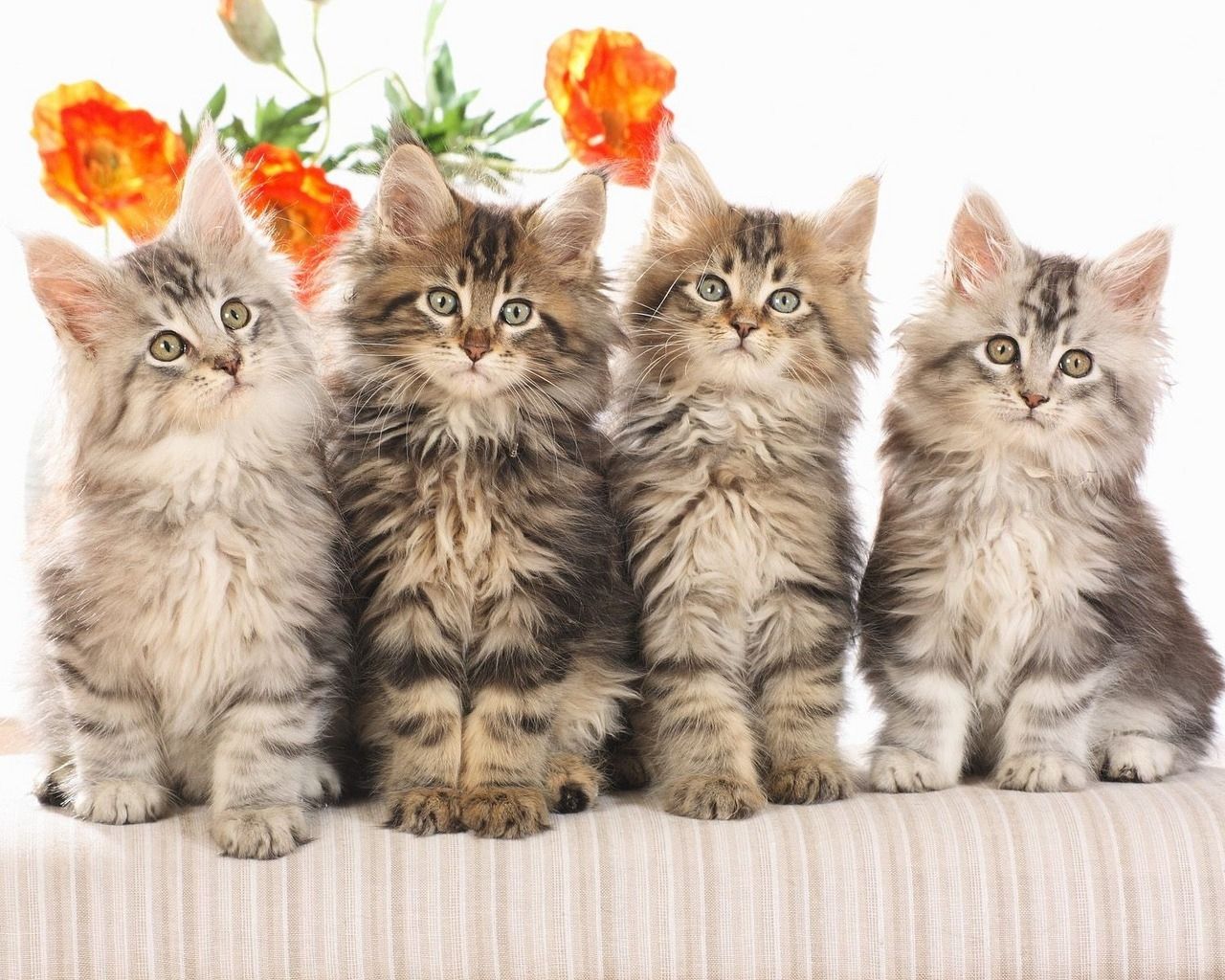 HD WALLPAPERS: CUTE CATS WALLPAPERS
