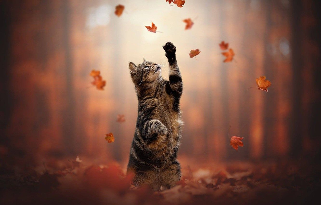 Wallpaper autumn, cat, cat, leaves, legs, stand, cat image for desktop, section кошки