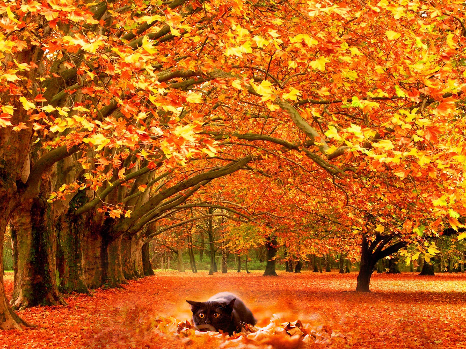 Autumn Wallpaper Download