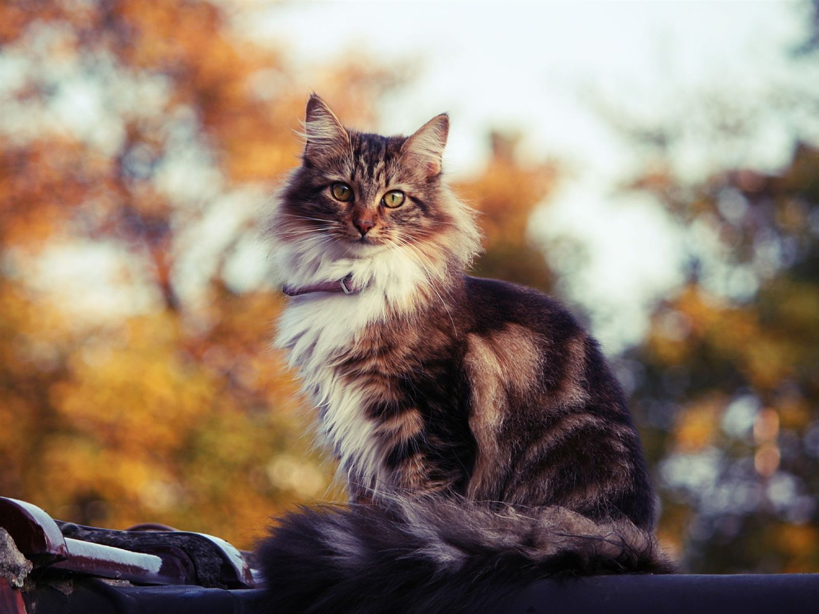 Siberian cat outdoors in autumn wallpaper and image, picture, photo