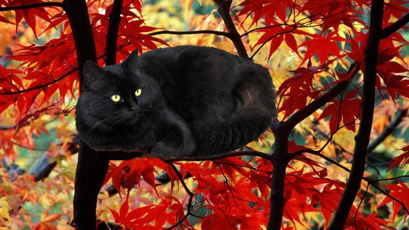 Чёрный кот в осенней личтве