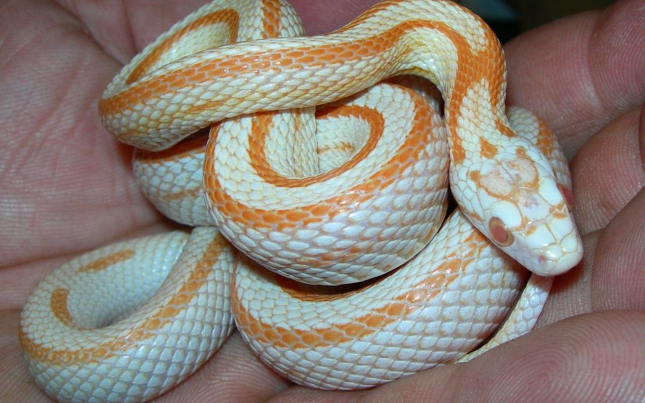 Wallpaper Snakes Corn Snake 1024x576. Tags: Background