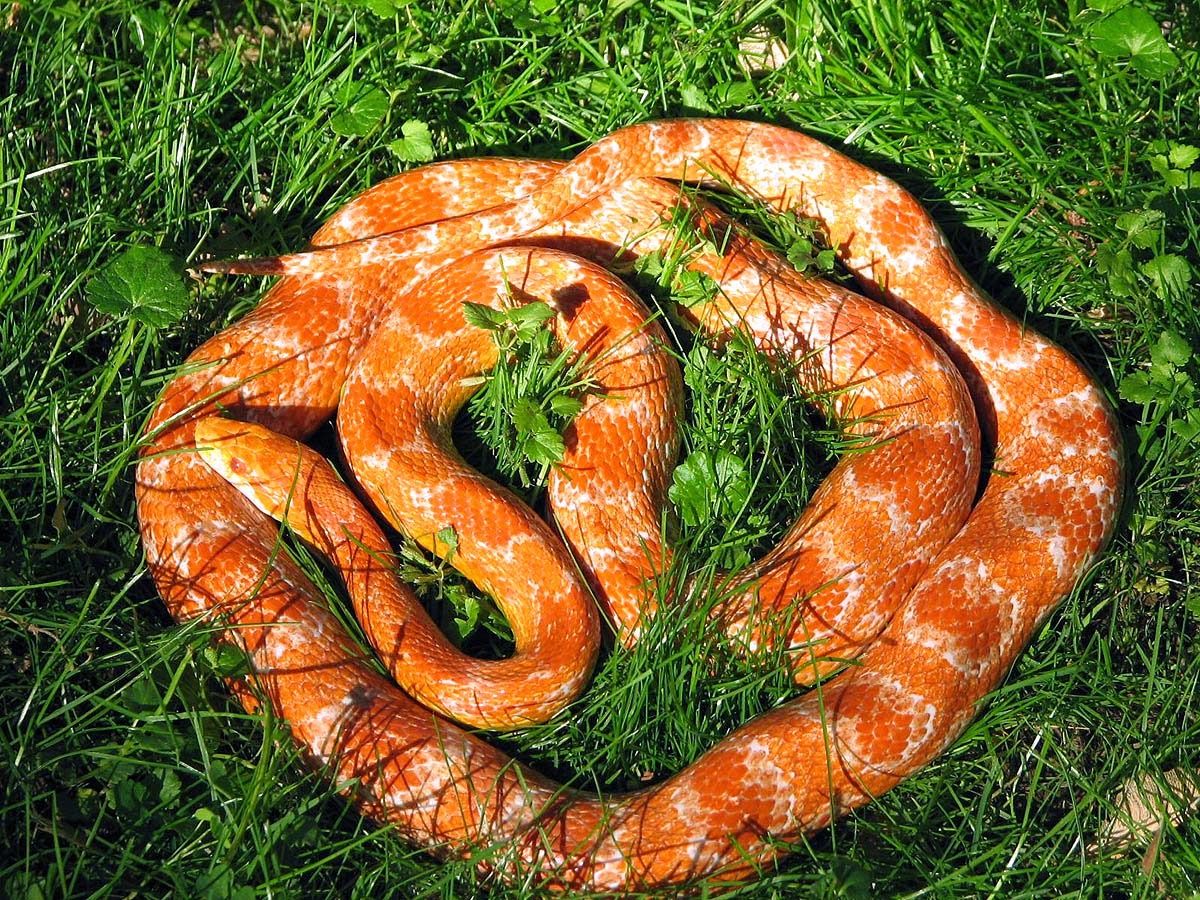 corn snake ghost, corn snake , corn snake 274 - Exotic Snake Wallpaper