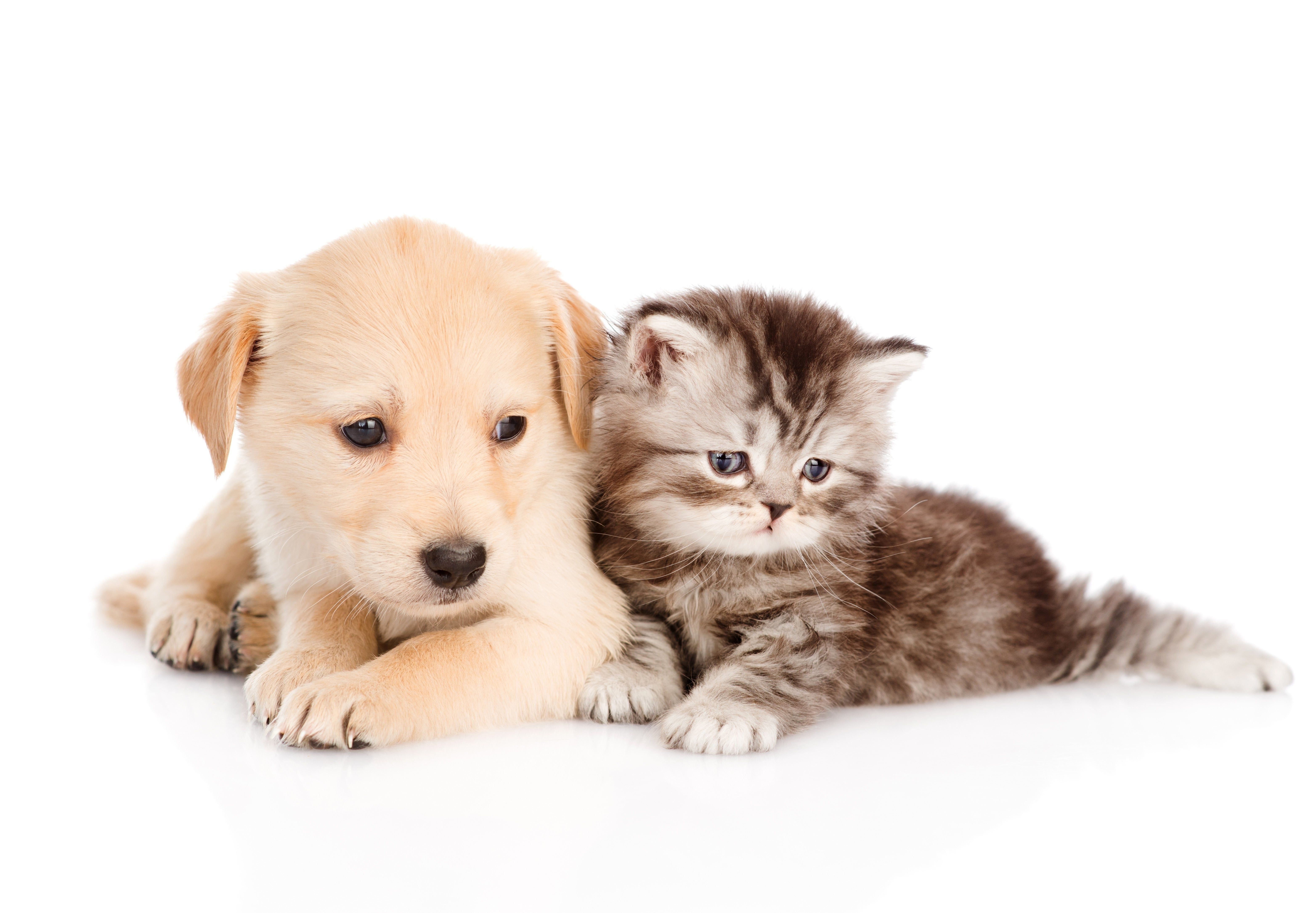 Cute Dogs And Cats Wallpapers Wallpaper Cave