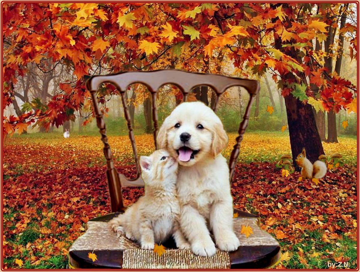 cute animal thanksgiving pictures
