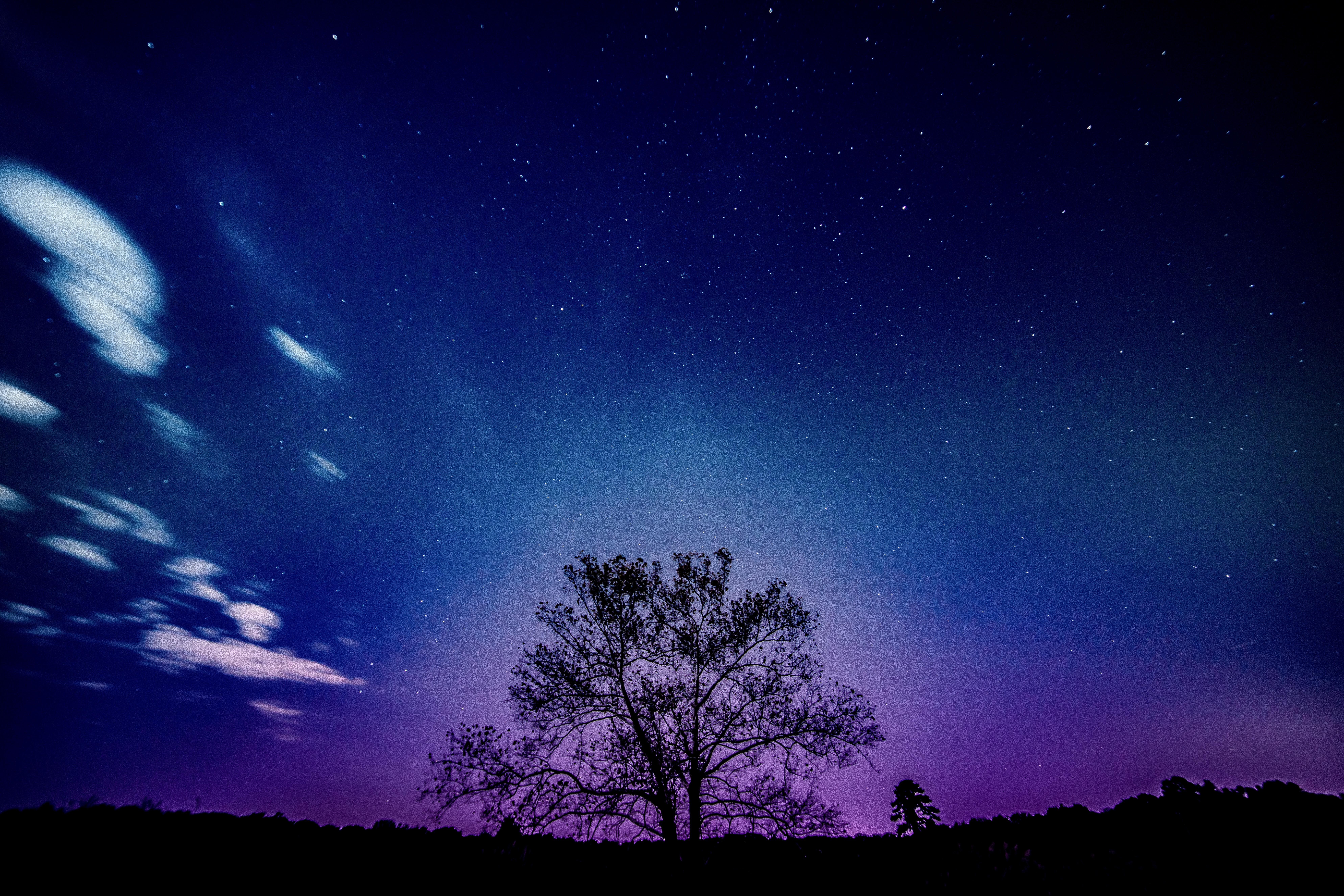 Tree Galaxy Sky 8k, HD Nature, 4k Wallpaper, Image, Background, Photo and Picture