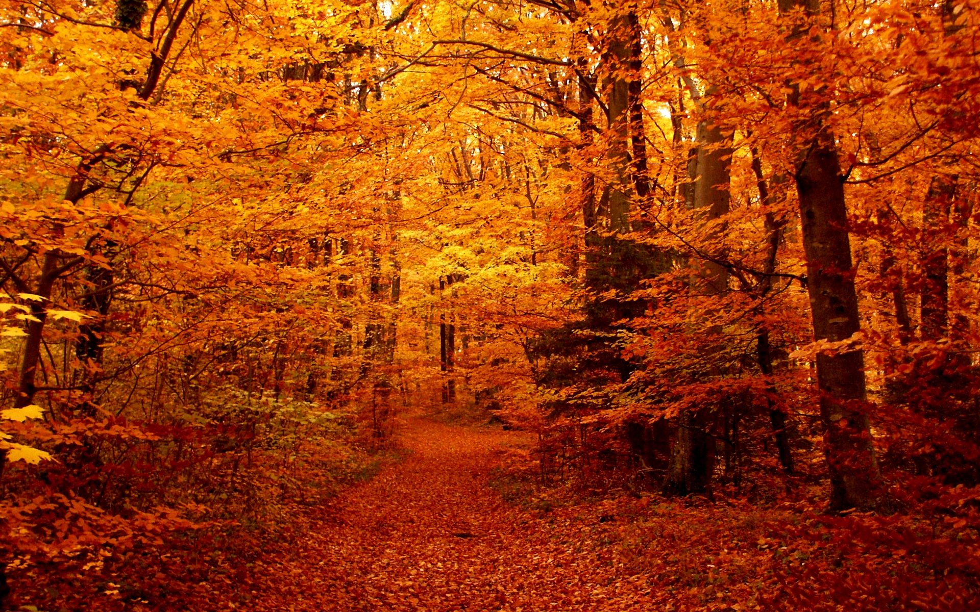 Autumn Forest. [Desktop wallpaper 1920x1200]. Autumn forest, Nature, Forest path