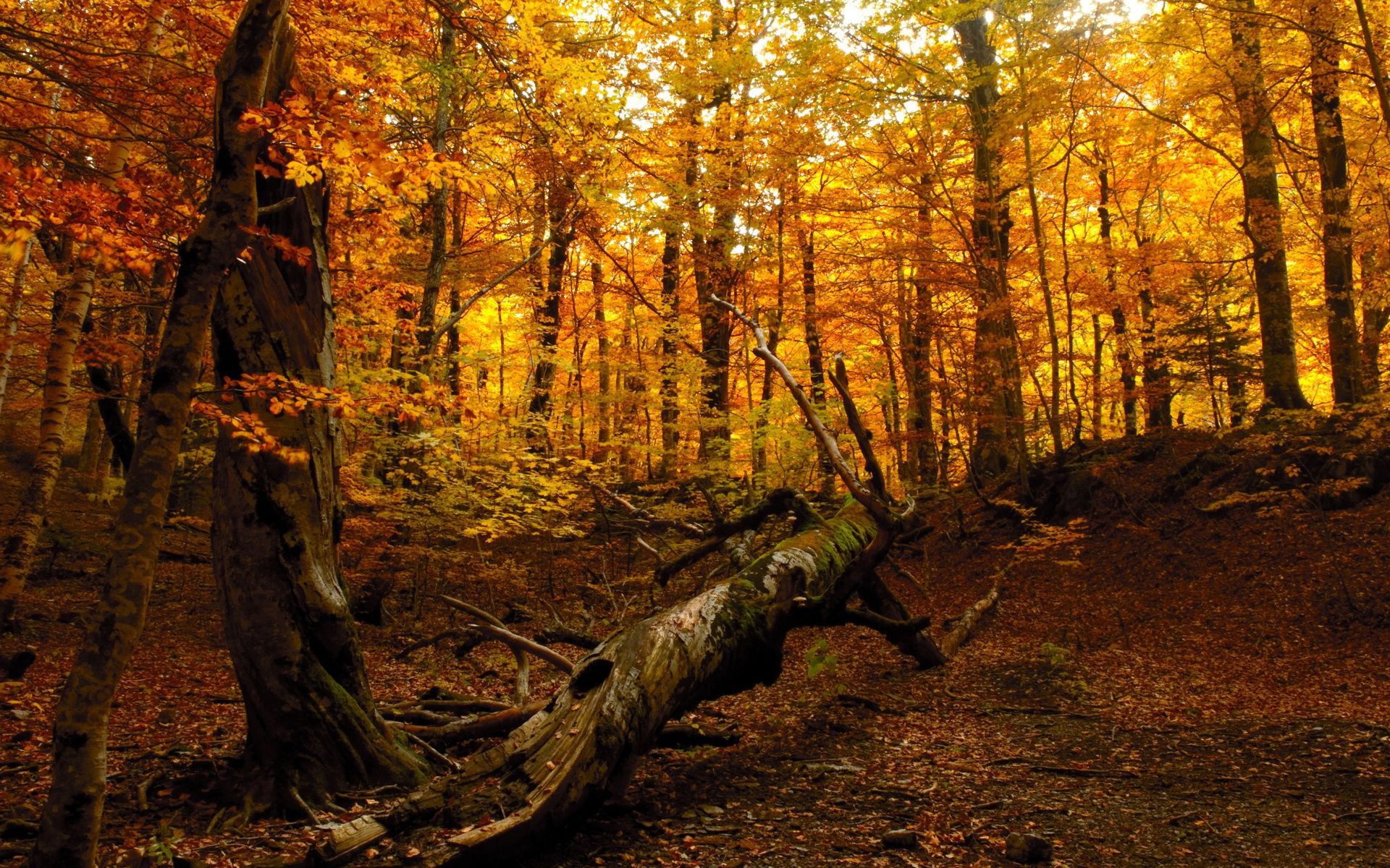 Autumn Forest Wallpaper for Desktop