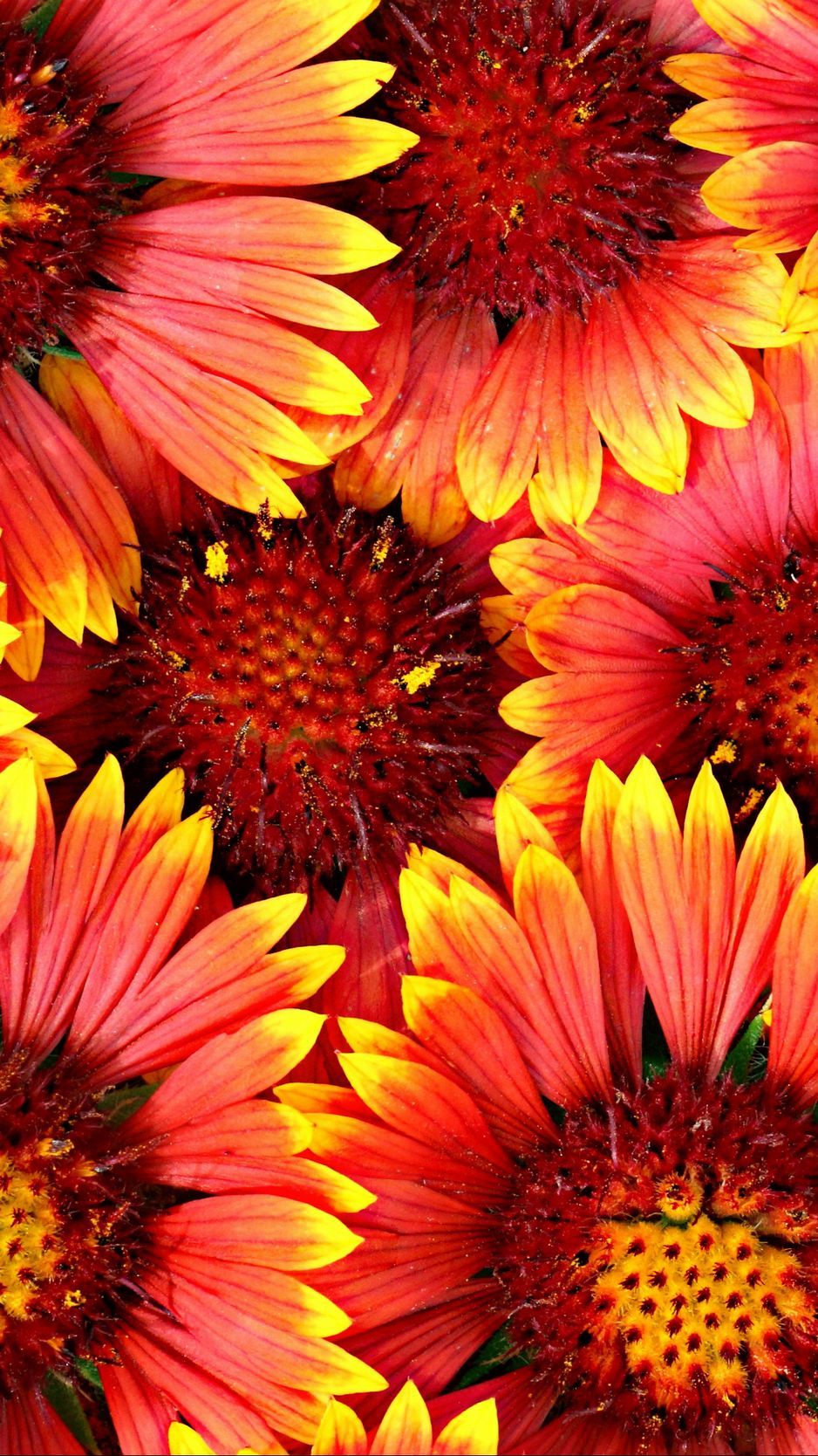 Download Wallpaper 938x1668 Flowers, Red, Yellow Iphone 8 7 6s 6 For Parallax HD Background