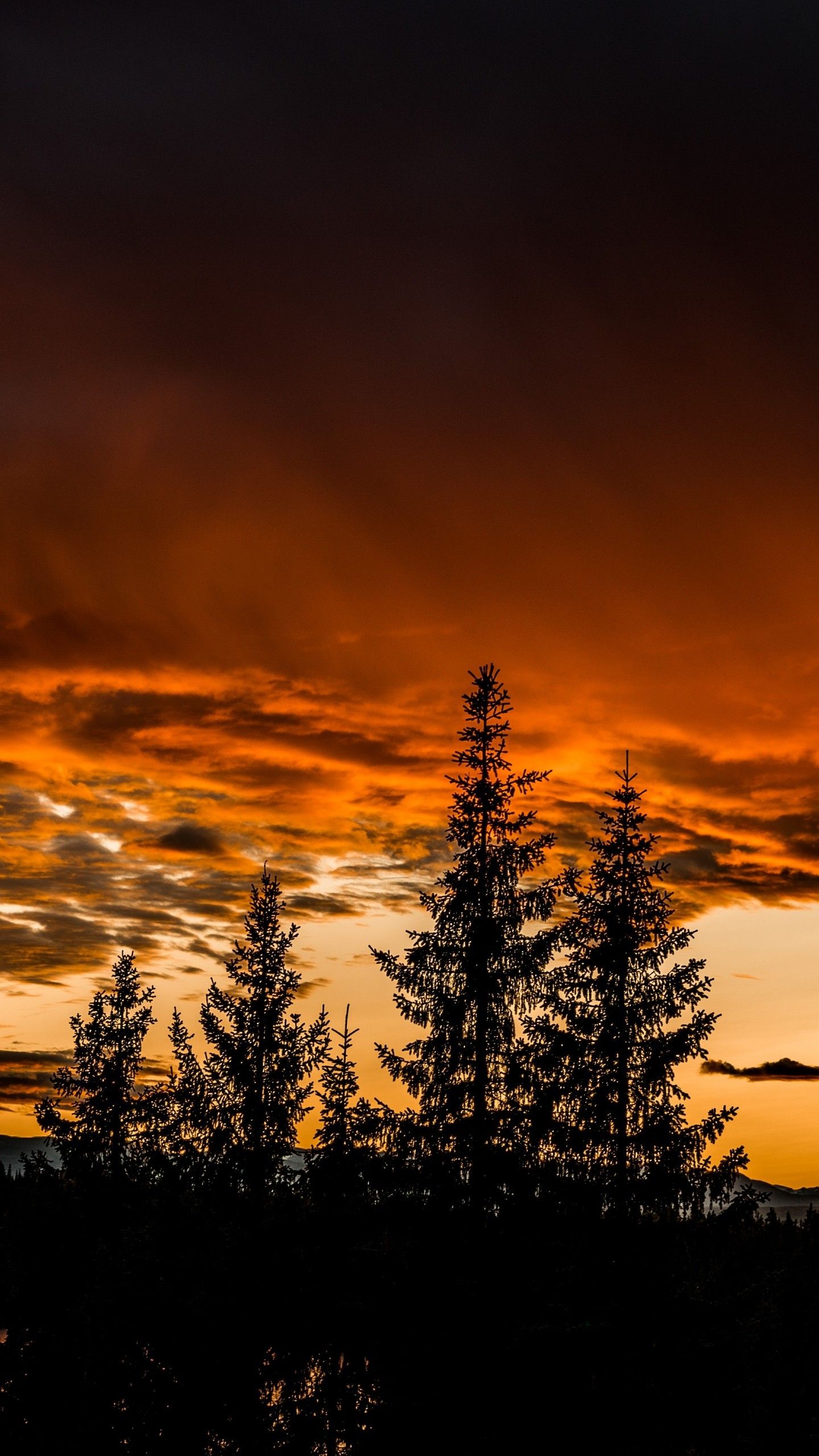 Trees Sunset Sky Wallpaper - [1440x2560]