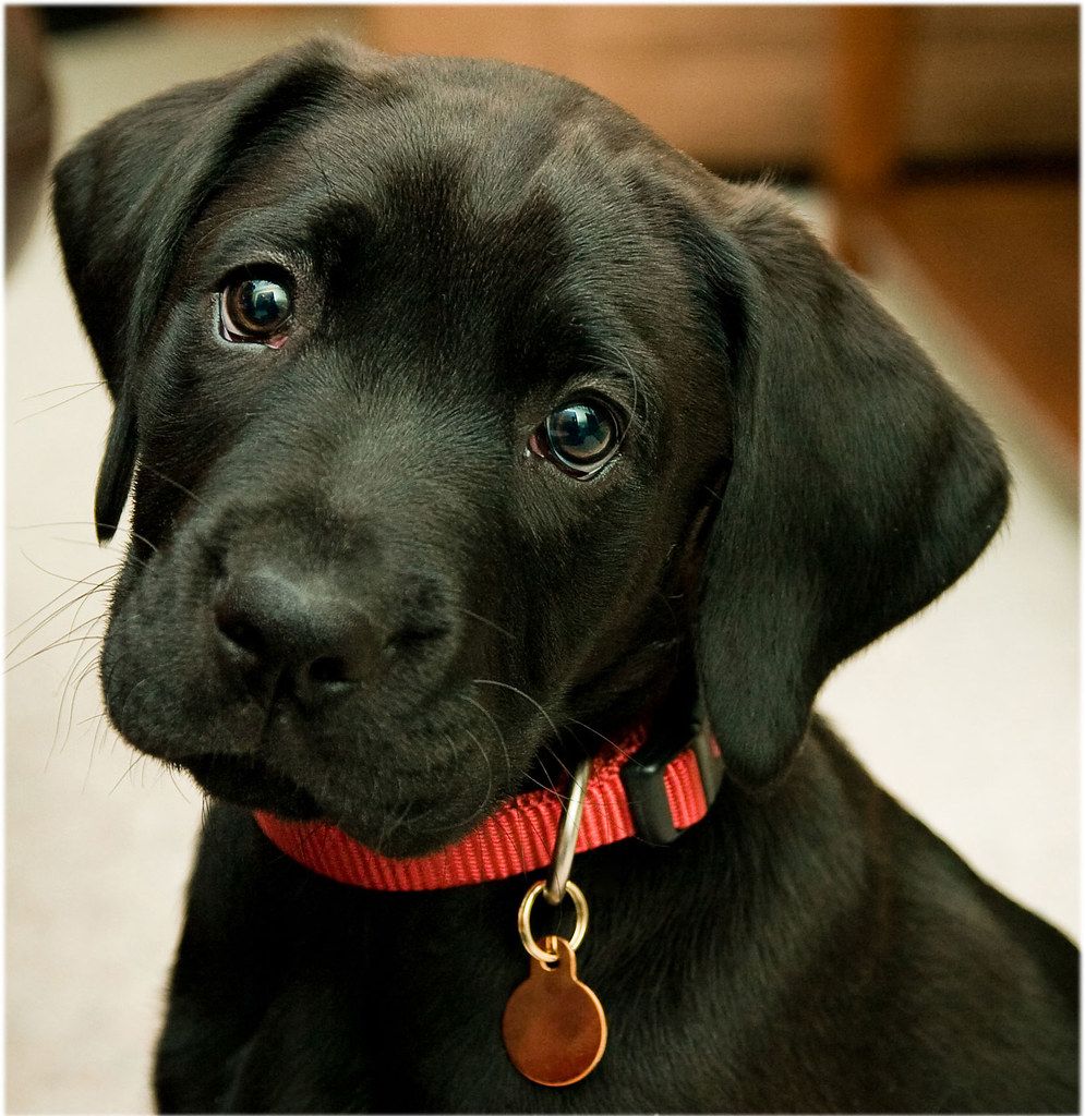 Cute Black Lab Puppy Wallpaper. via Dog Picture Blog ift