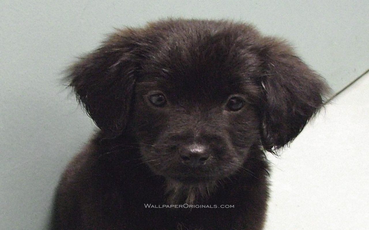Puppies Wallpaper: Black Lab puppy. Black lab puppies, Black labs dogs, Puppy wallpaper