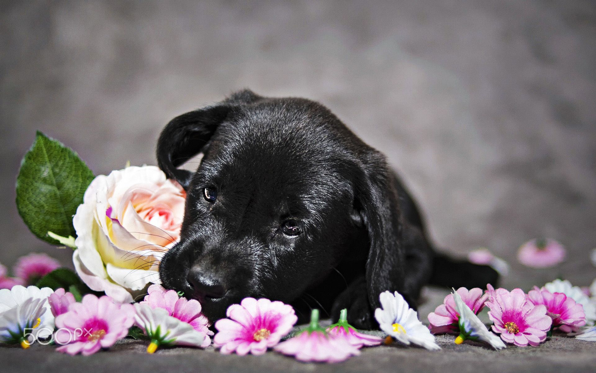 Download Wallpaper Black Labrador, Puppy With Flowers, Close Up, Retriever, Pets, Black Dog, Cute Animals, Black Retriever, Labradors, Puppy For Desktop With Resolution 1920x1200. High Quality HD Picture Wallpaper
