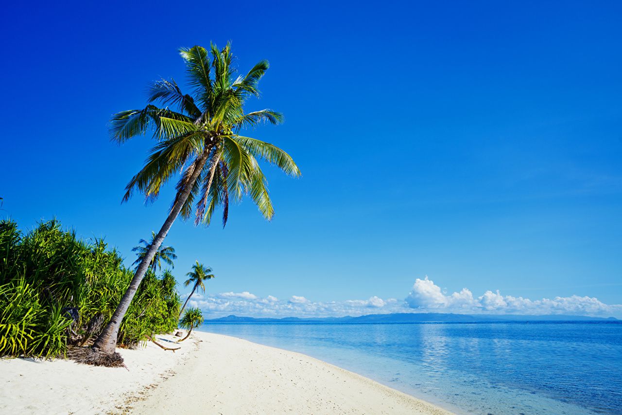 Wallpaper Philippines beaches Sea Nature Palms Tropics Coast