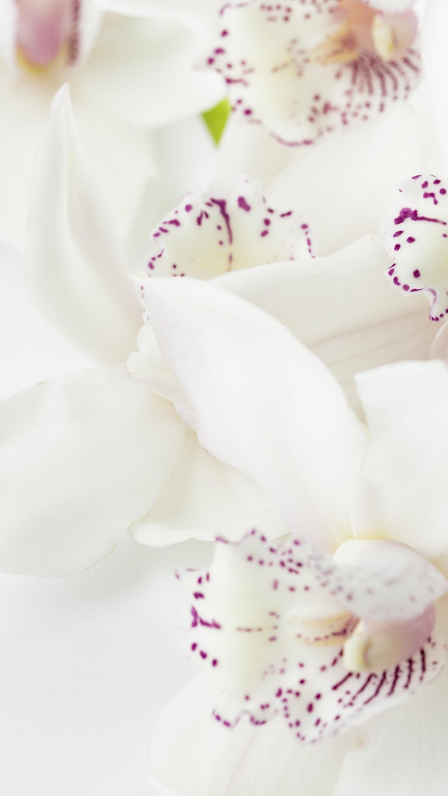 White Orchid Wallpaper, Android & Desktop Background. Orchid wallpaper, Orchid leaves turning yellow, White orchids