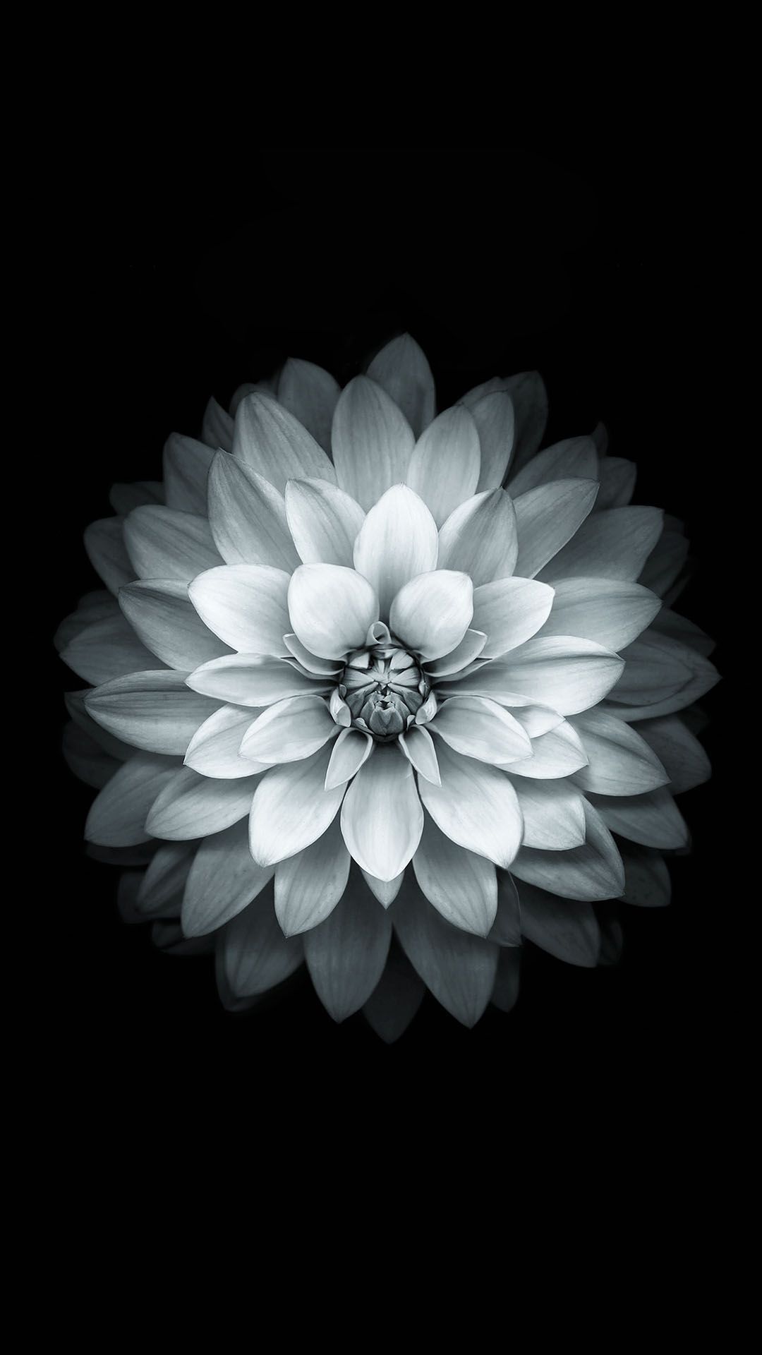 white flower wallpaper for mobile