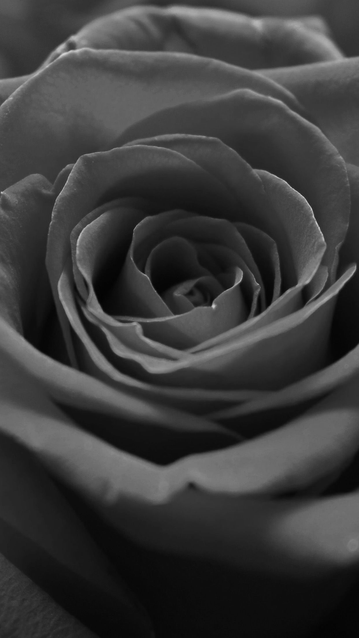 Free download Black And White Macro Rose Flower Grey Dark Android Wallpaper [1242x2208] for your Desktop, Mobile & Tablet. Explore Dark Grey Floral Wallpaper. Bathroom Wallpaper Patterns, Blue and