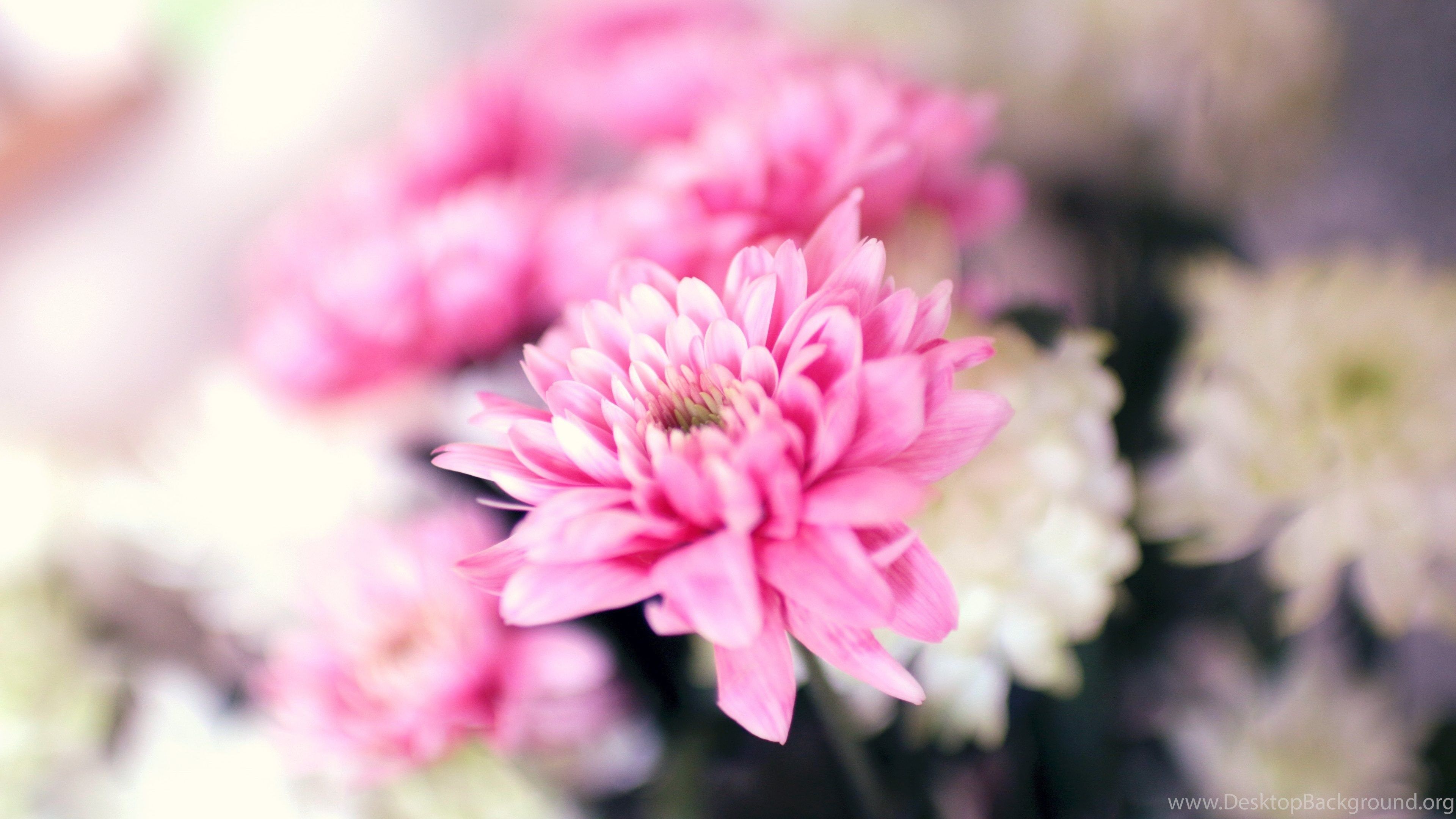 Pink White Flowers Ultra HD Wallpaper Ultra High Definition. Desktop Background