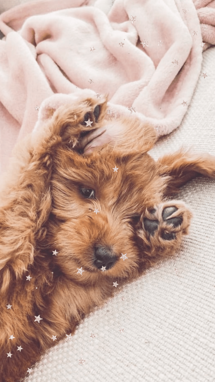 Discover 62+ cute animal aesthetic wallpapers latest - in.cdgdbentre