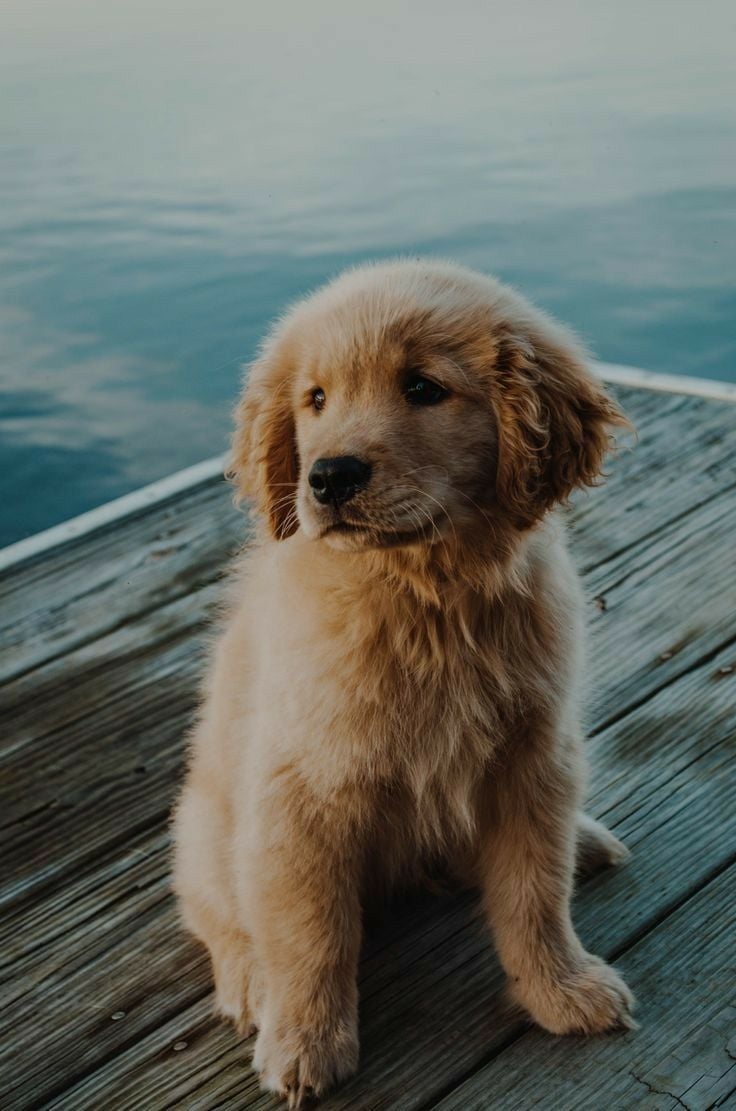 Cute dog  Preppy dog, Cute animals puppies, Cute dogs