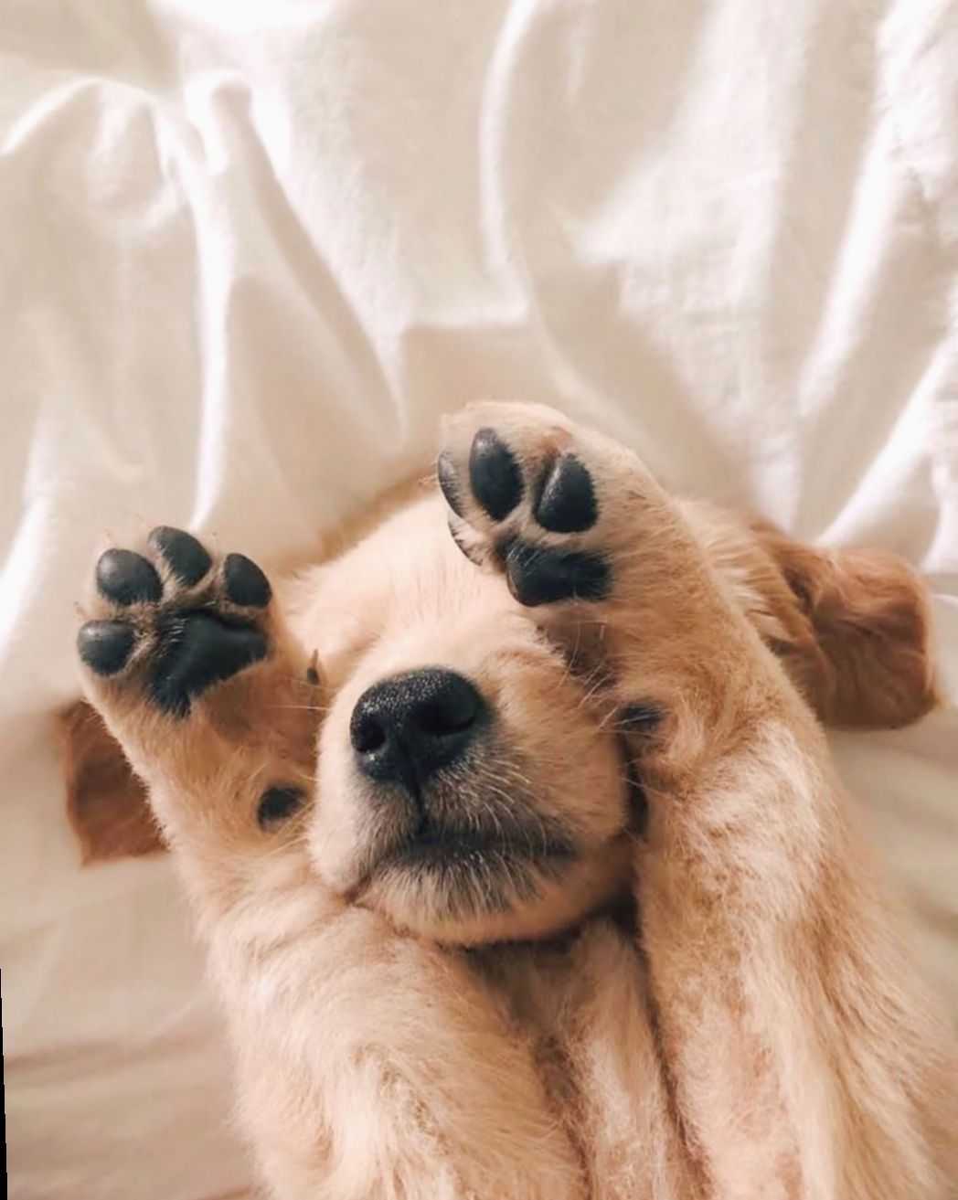 100 Cute Dog Pic Aesthetic | IwannaFile