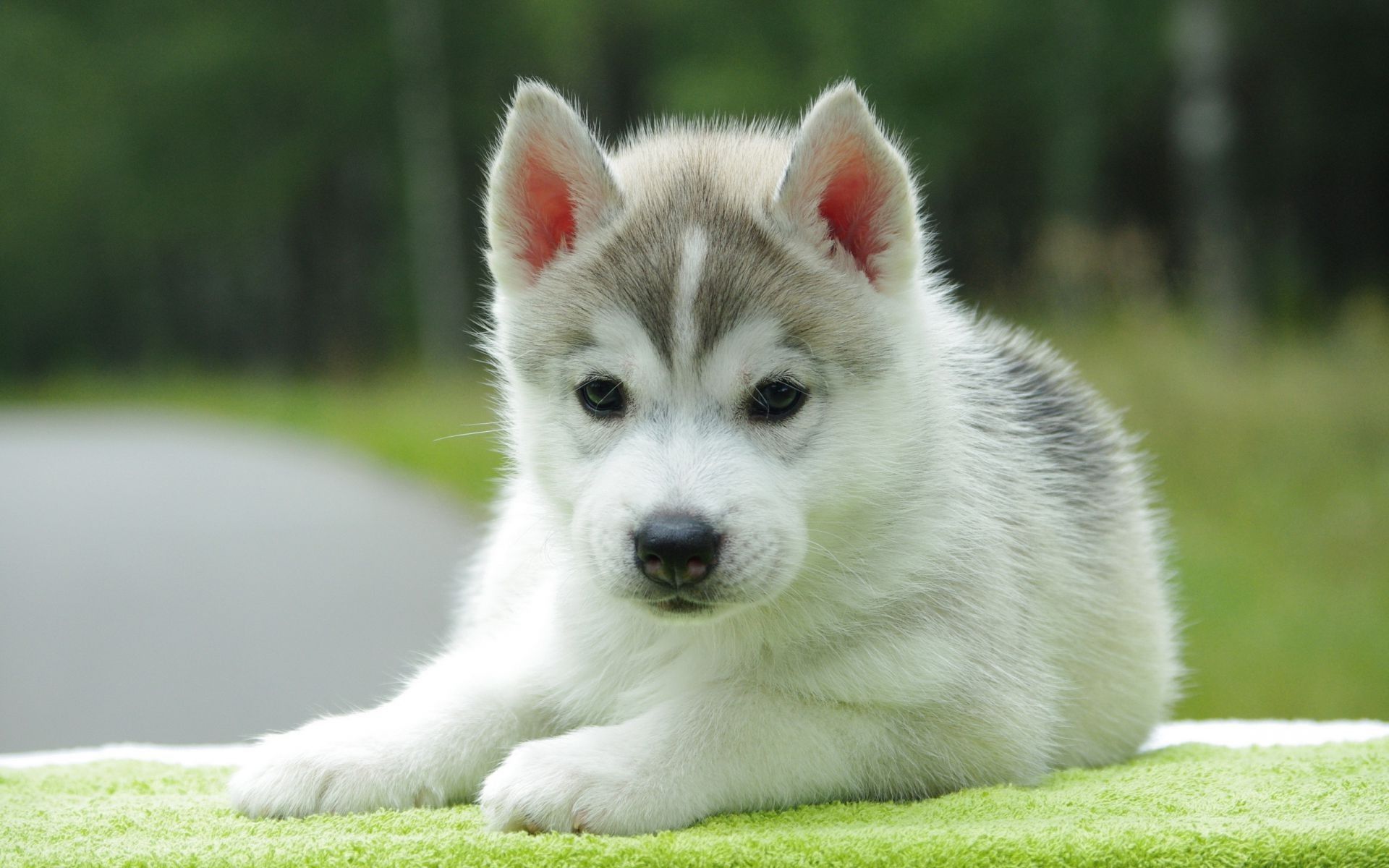45 Cute Dog Wallpapers