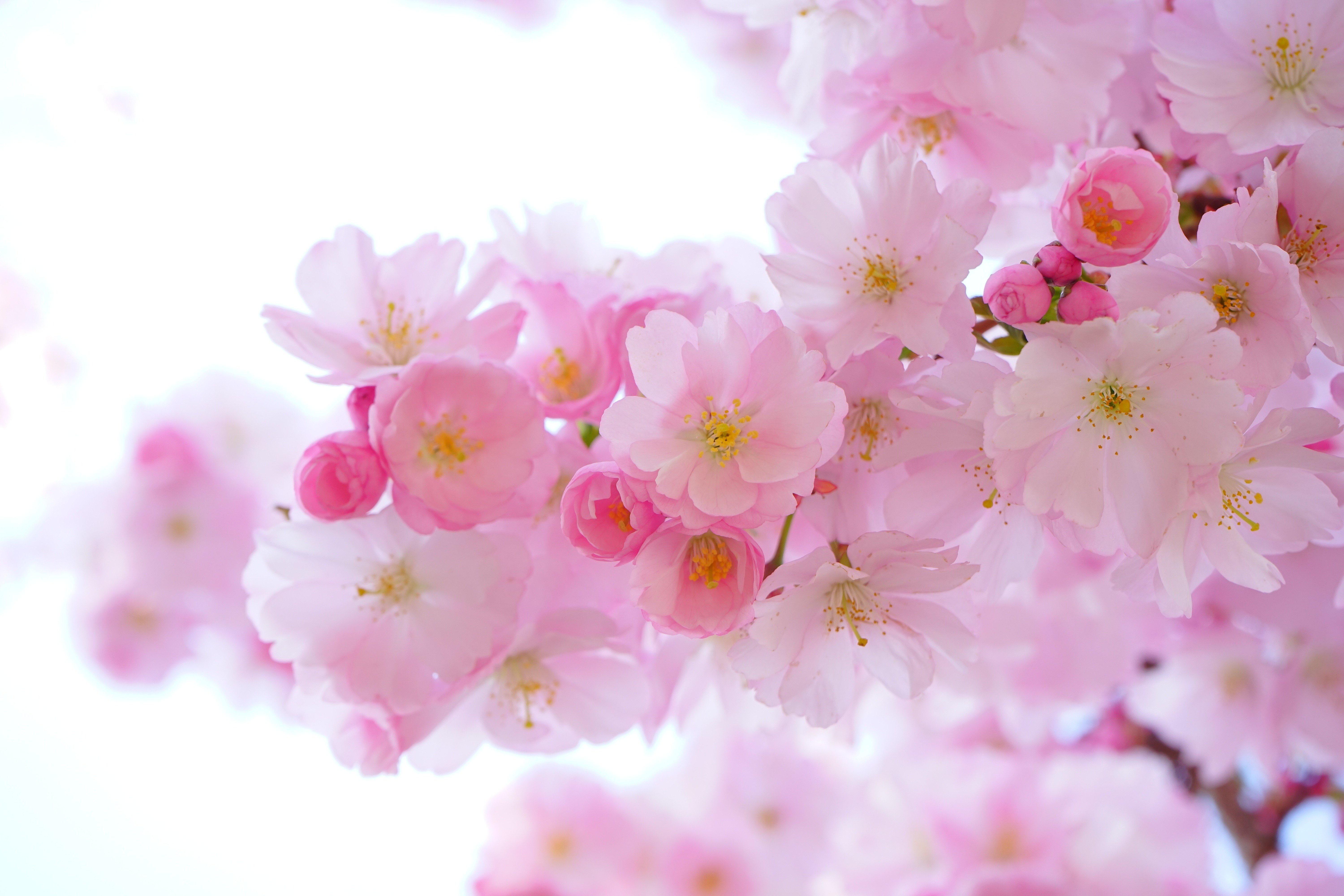 Japanese Cherry Blossom Tree 4K wallpaper