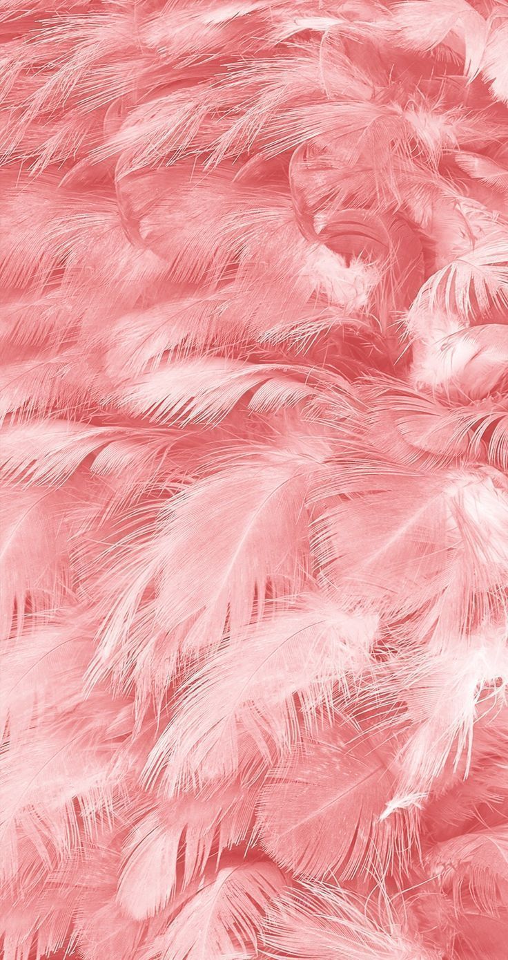 feather - 2020. Pink wallpaper iphone, Feather wallpaper, Pink wallpaper