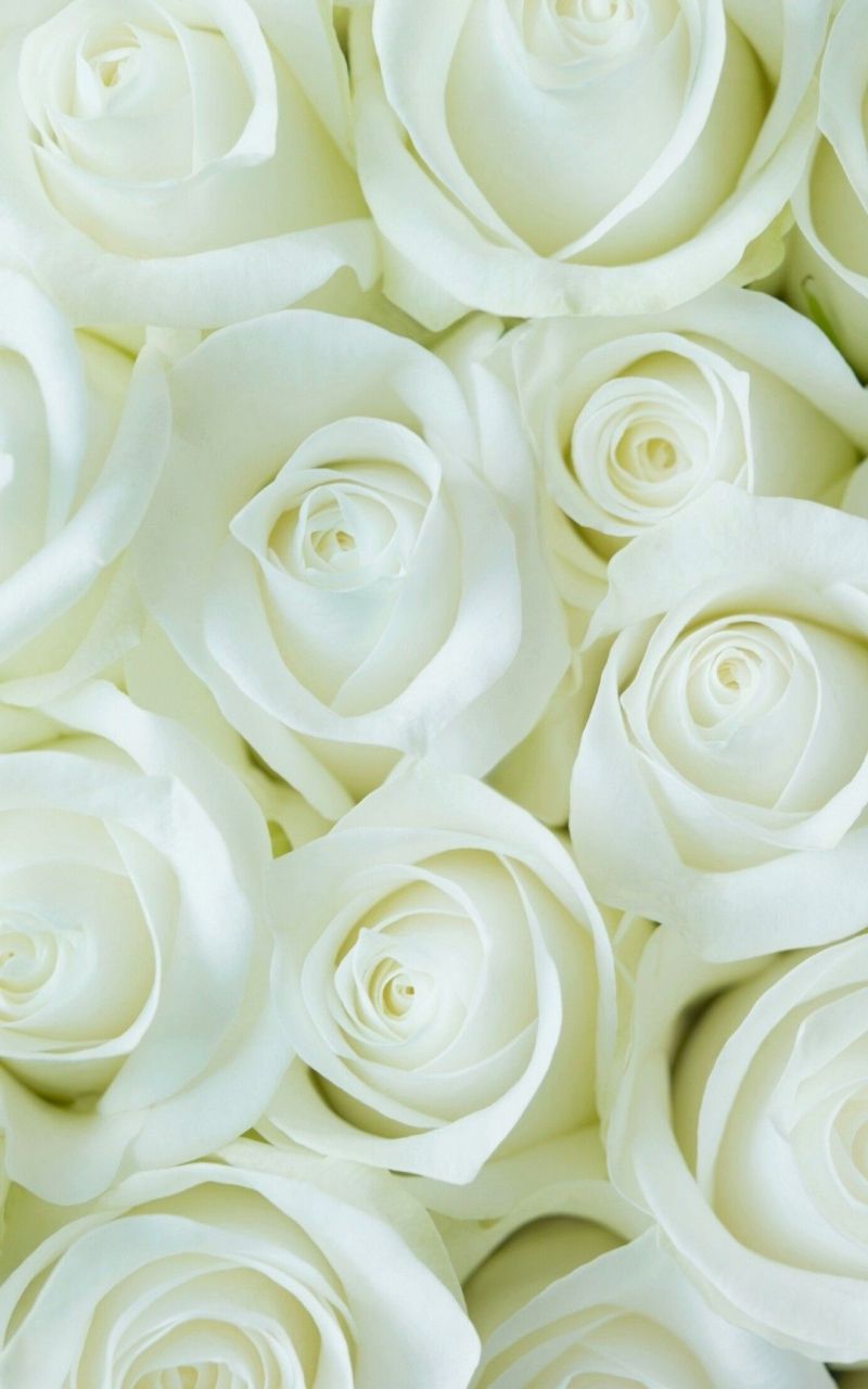 Free download White Flower Wallpaper For Mobile Android Best HD Wallpaper in [1080x1920] for your Desktop, Mobile & Tablet. Explore Android Mobile 2020 HD Wallpaper. Android Mobile 2020 HD